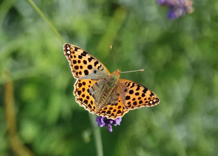 Mobile Im Mit Seezugang * Dabel